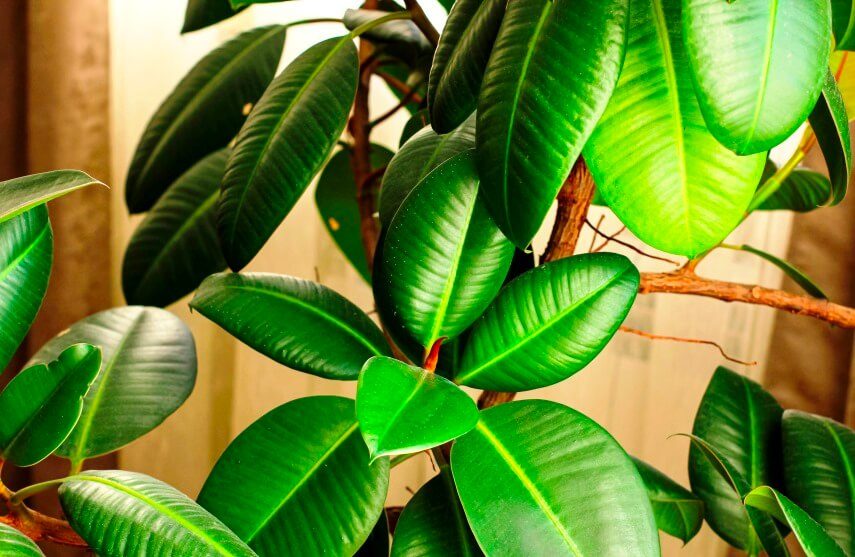 ficus-elastica-plant