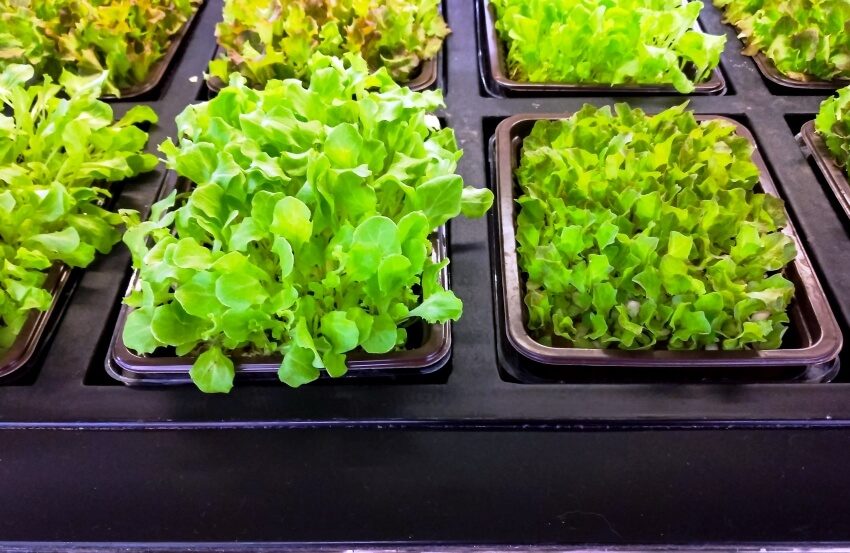 fresh lettuce microgreen