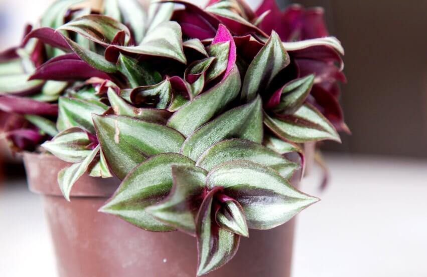 inch plant in pot +tradescantia zebrina benefits