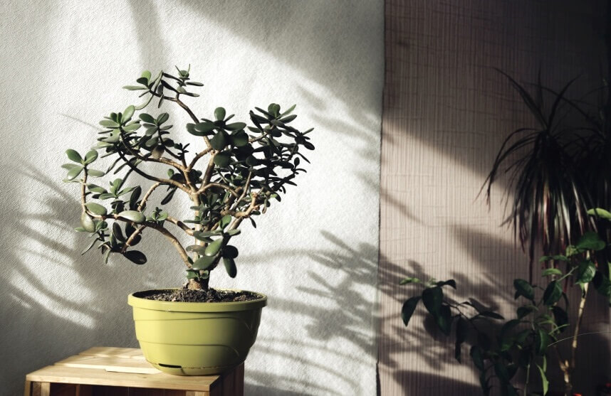 jade plant in shadow
