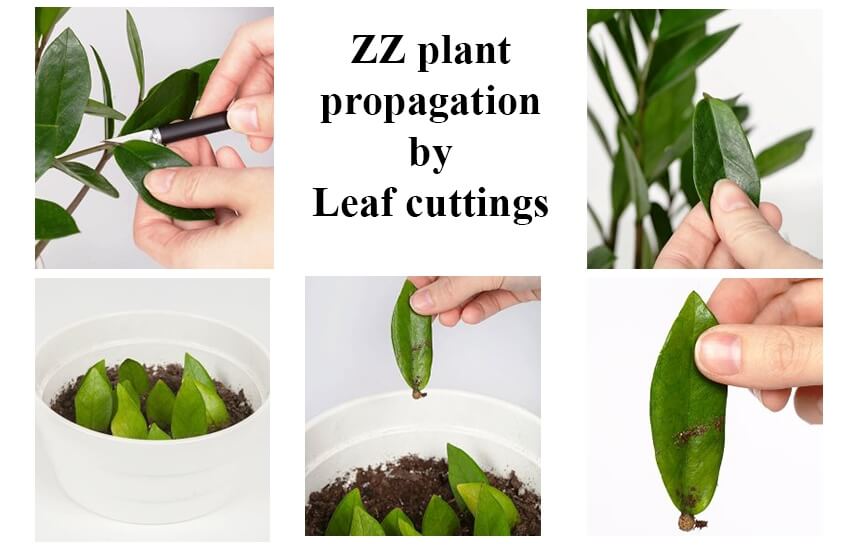 leaf cutting propagation - zz plant