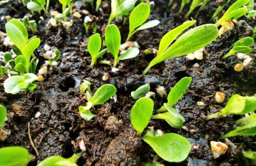 lettuce germination