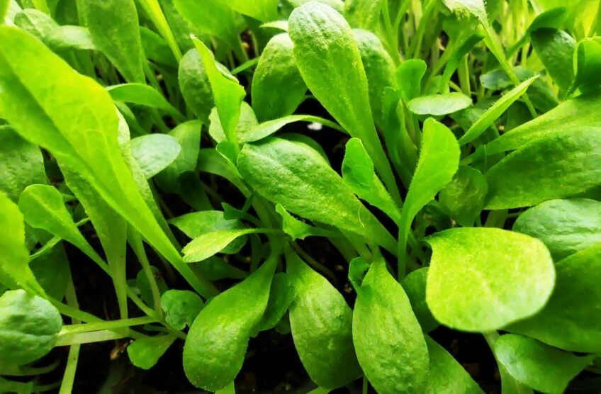 lettuce microgreens