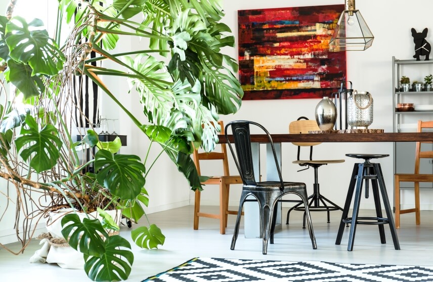 modern-dining-room-with-monstera plant