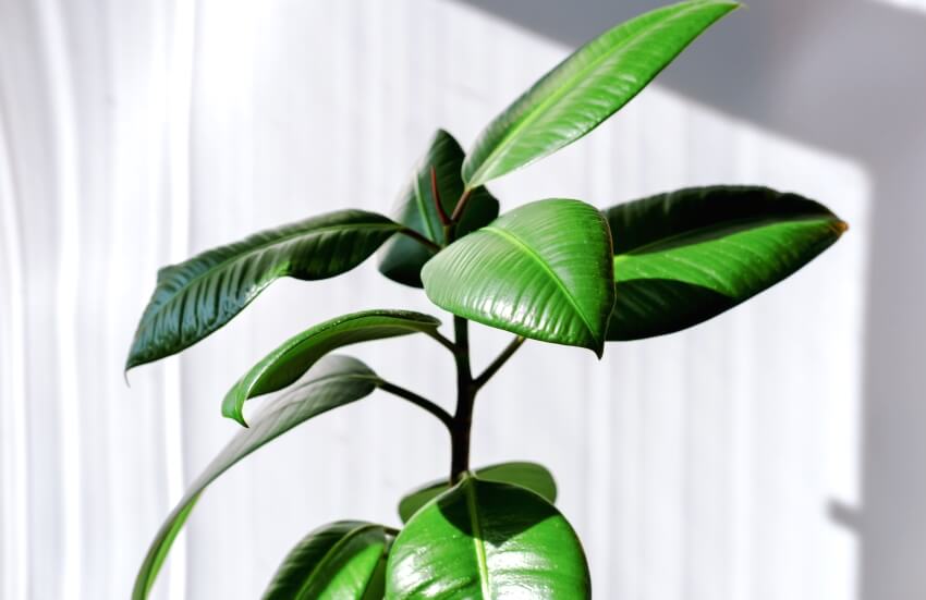rubber plant - Ficus elastica