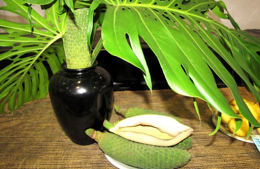 monstera fruits