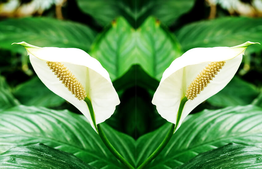 peace lily blossoms