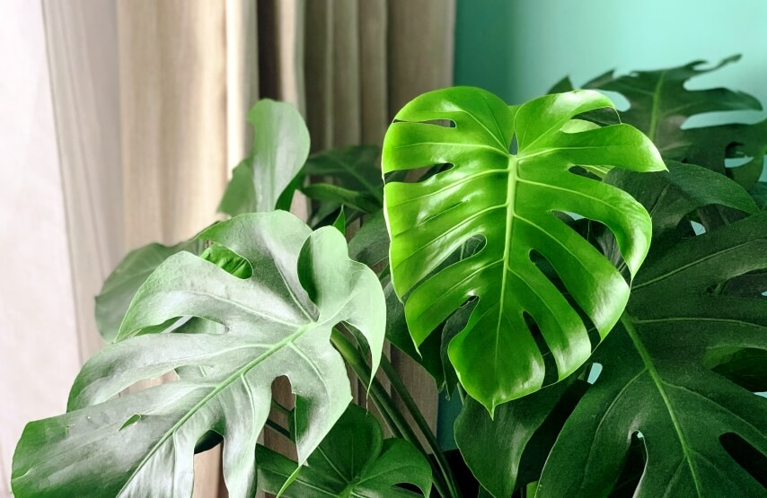 potted-monstera-plant