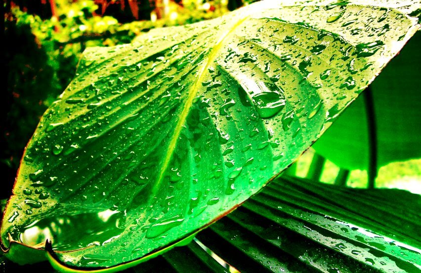 rainy Taro plant