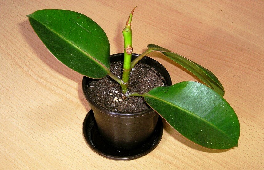 rubber plant benefits