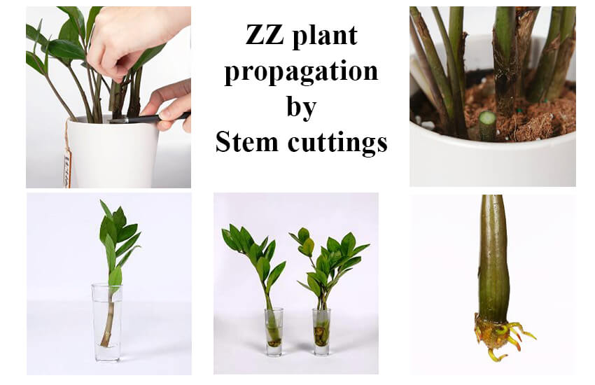 stem cutting propagation - zz plant