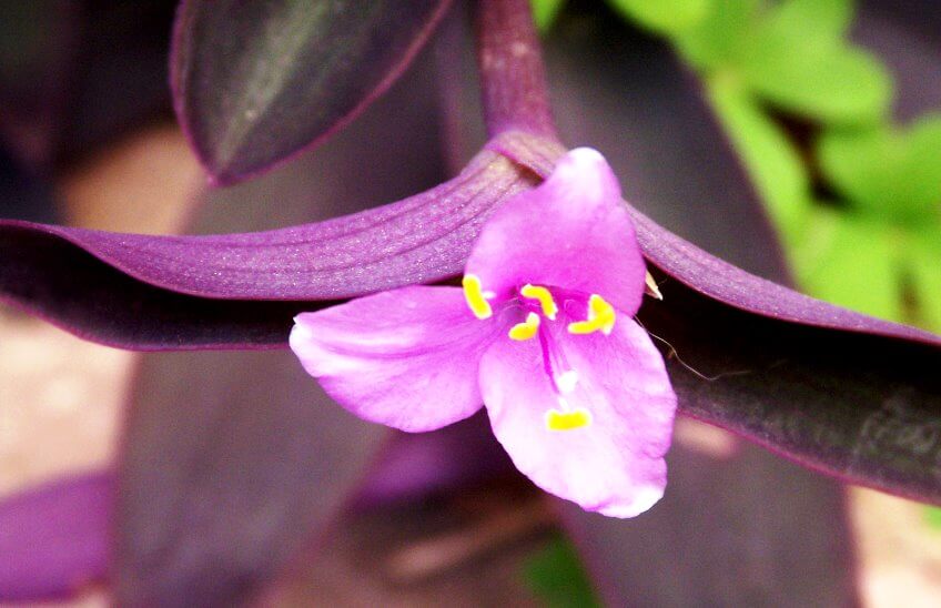 wandering jew plant flower