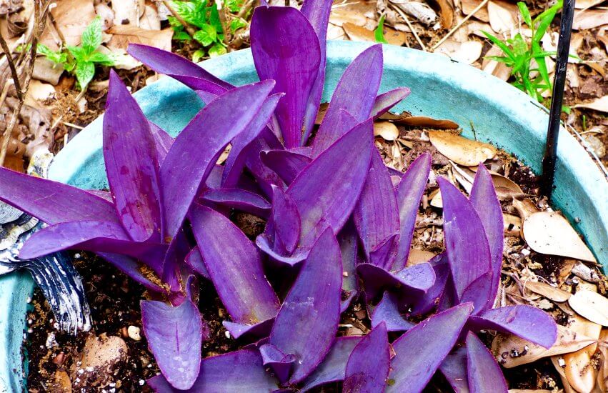 wandering jew plant in pot