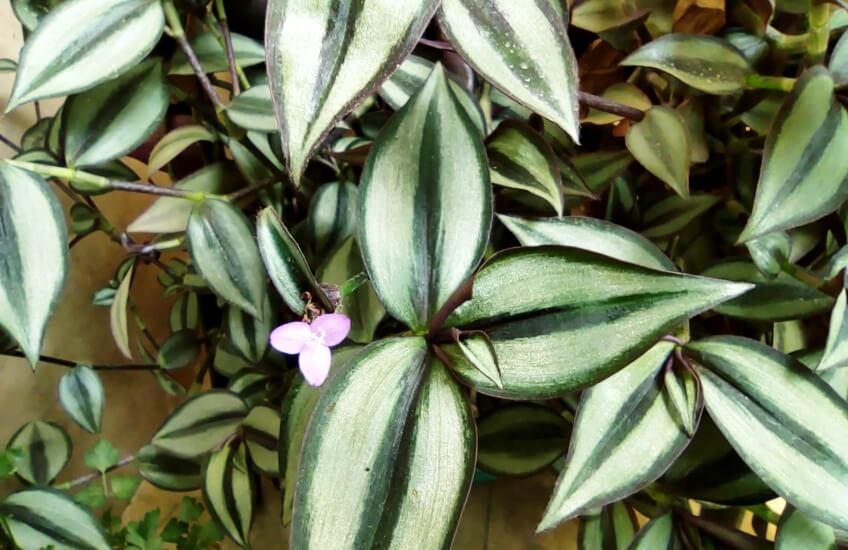 wandering jew plant benefits + blossom