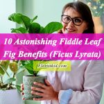Astonishing Fiddle leaf fig benefits ( Ficus Lyrata)