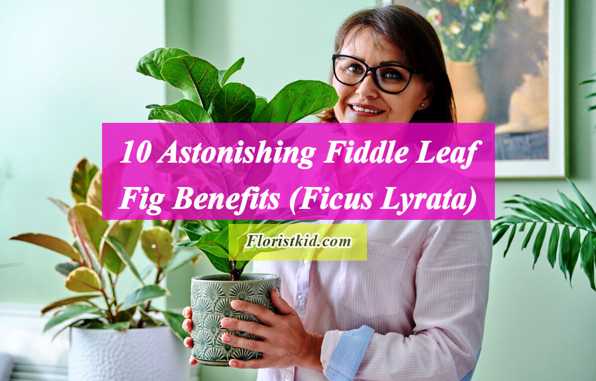 Astonishing Fiddle leaf fig benefits ( Ficus Lyrata)