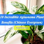 10 Incredible Aglaonema Plant Benefits (Chinese Evergreen)