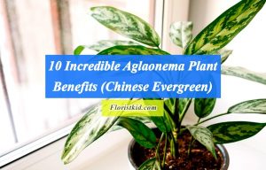 10 Incredible Aglaonema Plant Benefits (Chinese Evergreen)