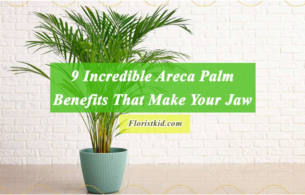 Incredible Areca Palm Benefits That Make Your Jaw Drop