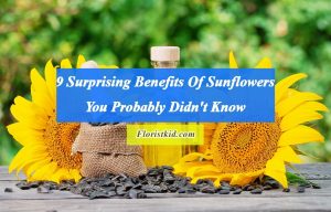 Surprising Benefits Of Sunflowers