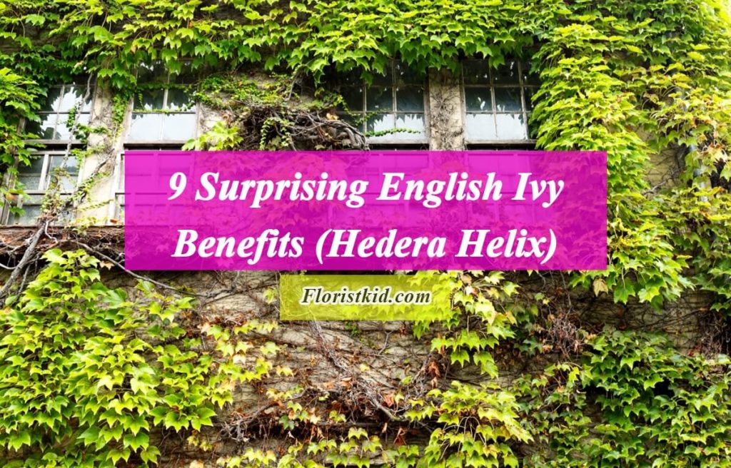 Surprising English Ivy Benefits (Hedera Helix)