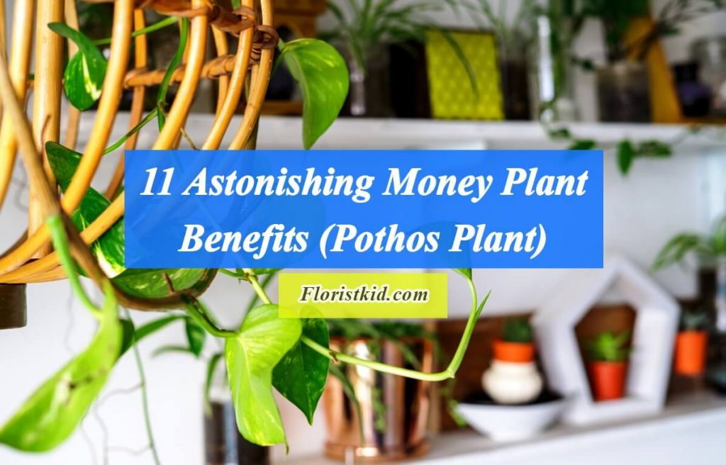 Astonishing Money Plant Benefits (Pothos Plant)