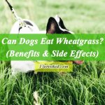Can Dogs Eat Wheatgrass (Benefits & Side Effects)
