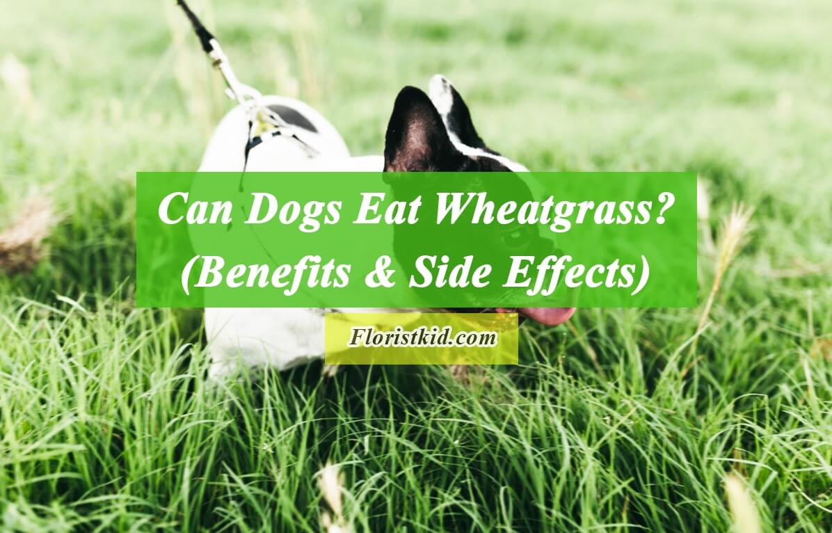 Can Dogs Eat Wheatgrass (Benefits & Side Effects)