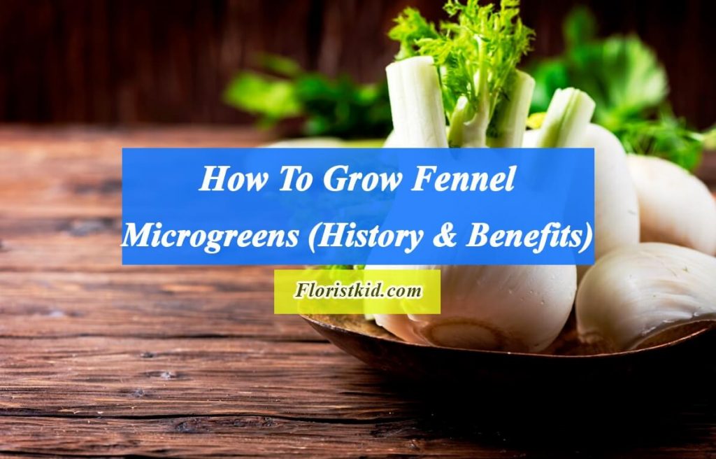 How To Grow Fennel microgreens