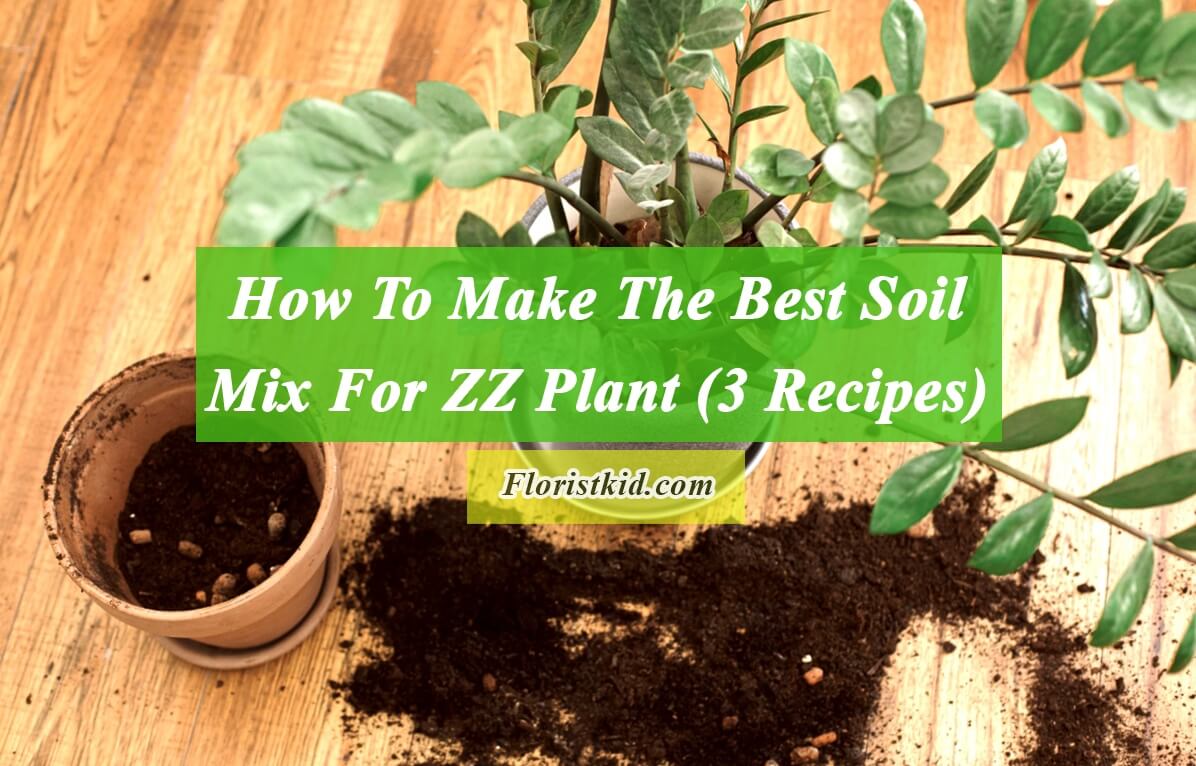 How To Make The Best Soil Mix For ZZ Plant (3 Recipes