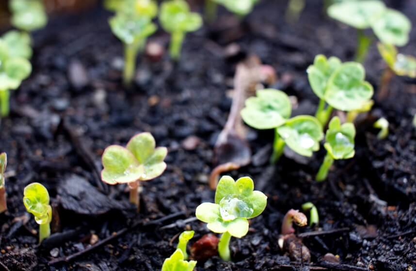 Nasturtium germination