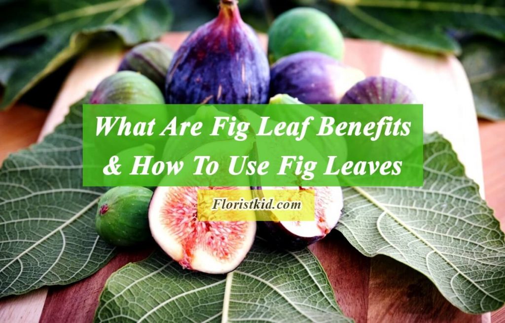 What Are Fig Leaf Benefits And How To use fig leaves