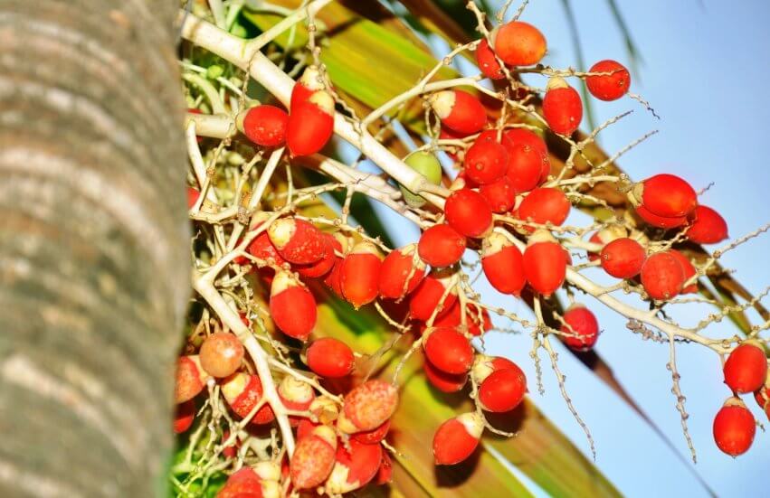 areca palm fruits