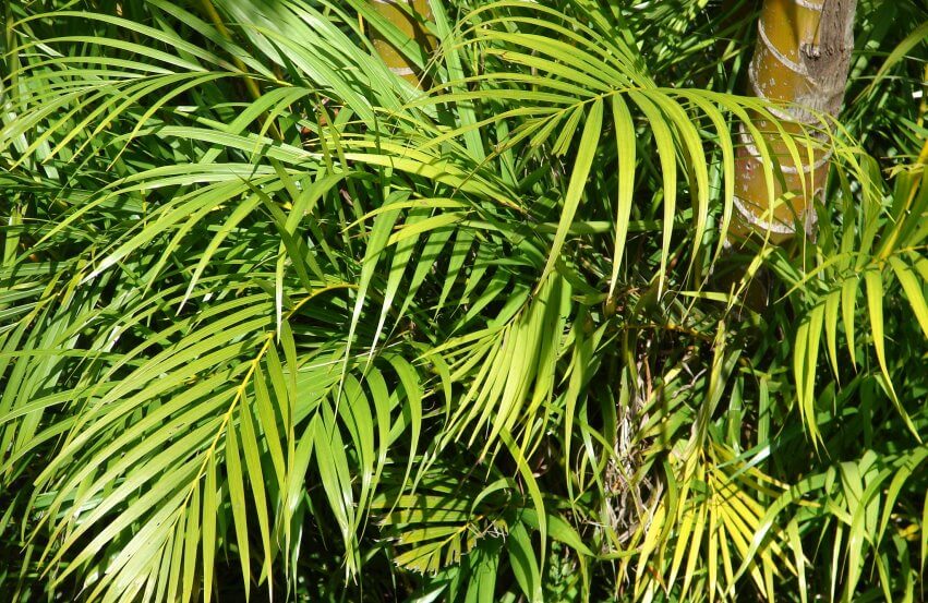 areca palm in nature