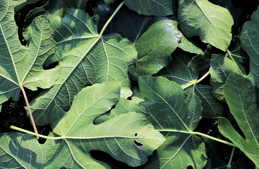 fig leaves close up