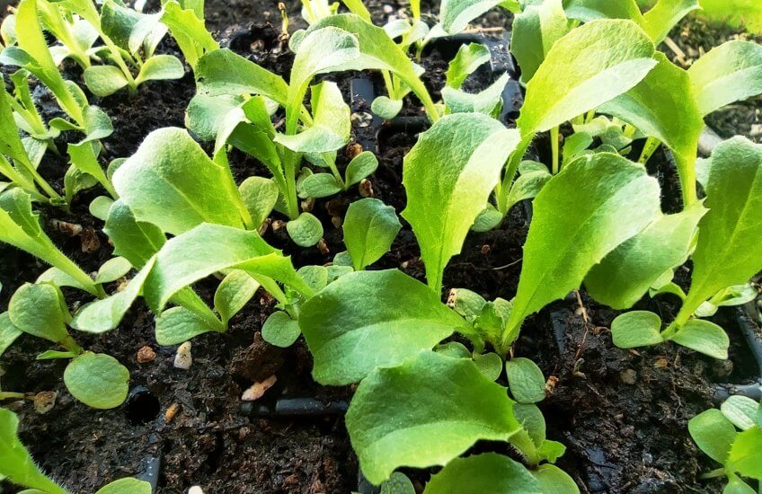 endive microgreens