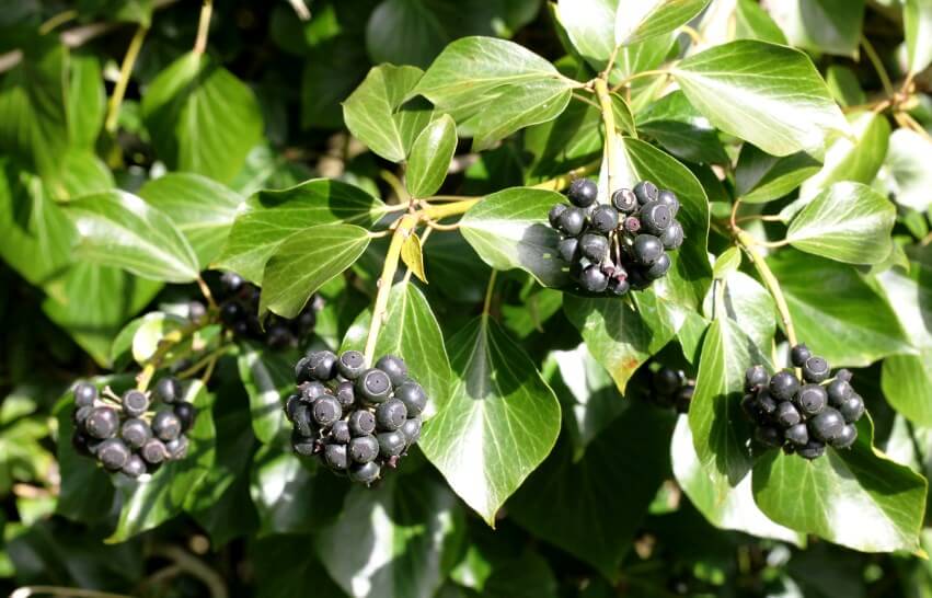 english ivy berries