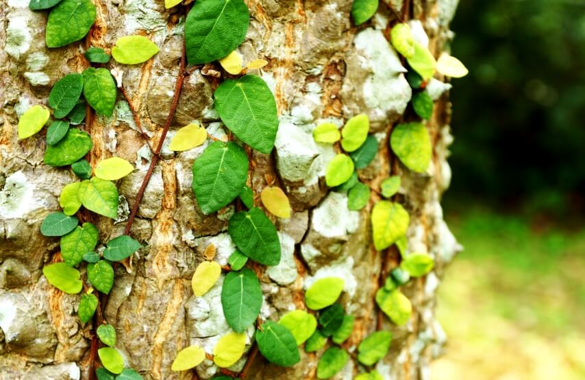 english ivy on tree