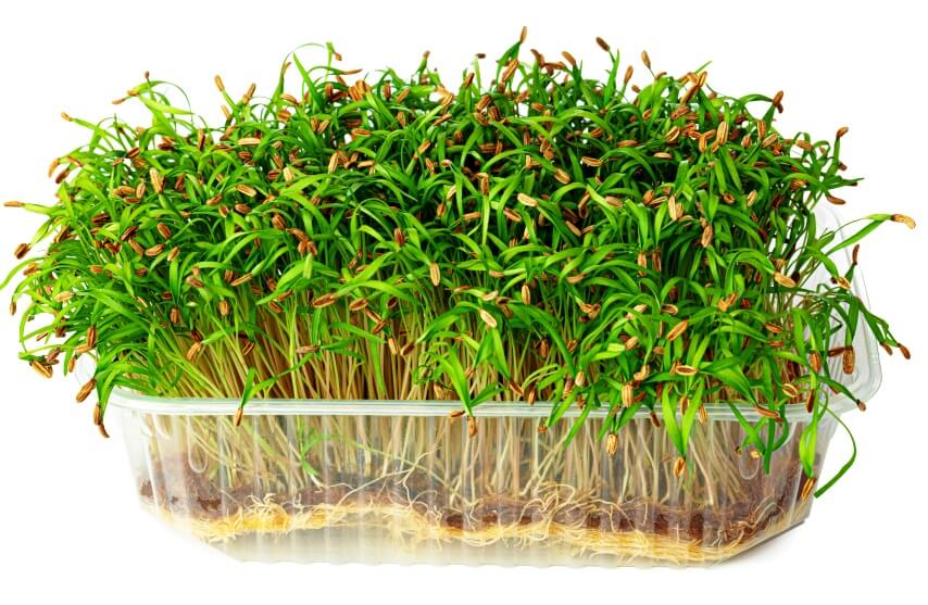 fennel microgreens