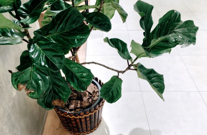 fiddle leaf fig tree in house