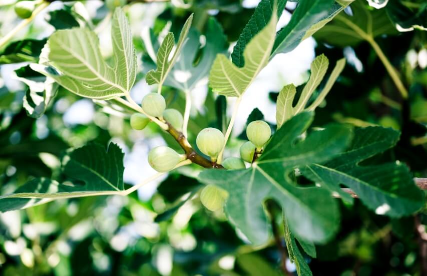 fig leaves tea benefits