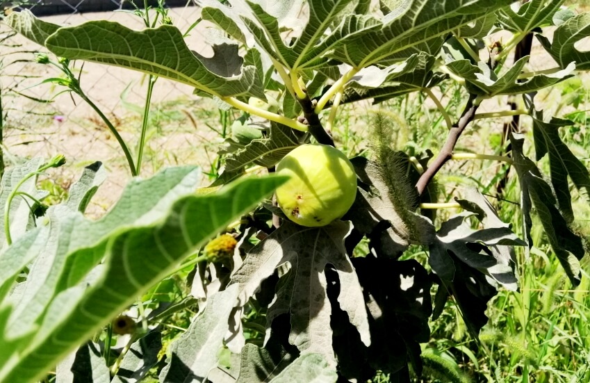 fig tree in garden