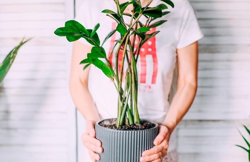 zz plant in pot