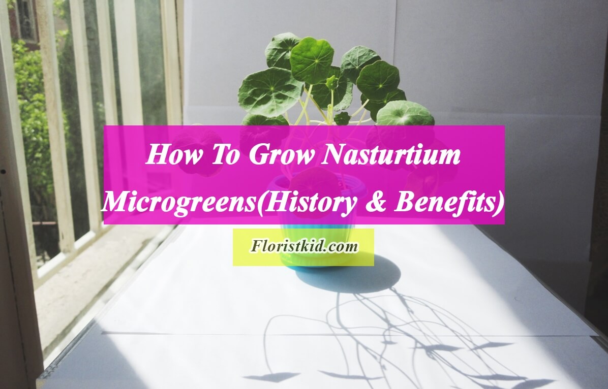 how to grow Nasturtium microgreens