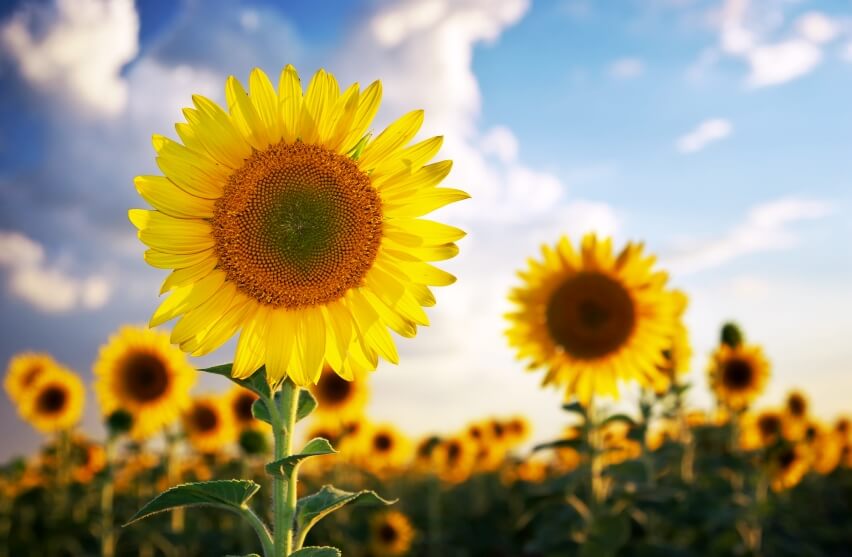 sunflower portrait