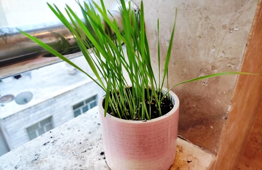wheatgrass in pot