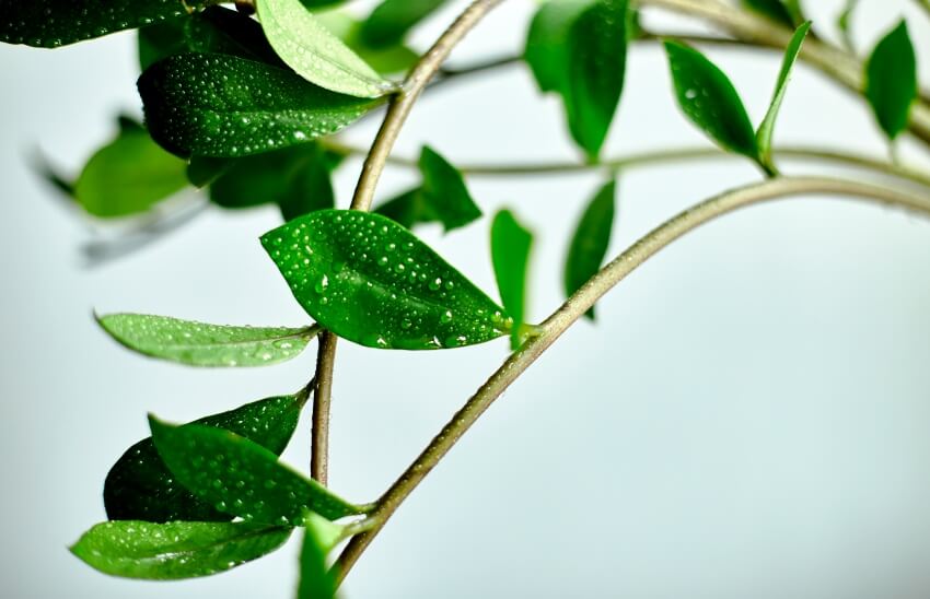 zamioculcas-zamiifolia-plant