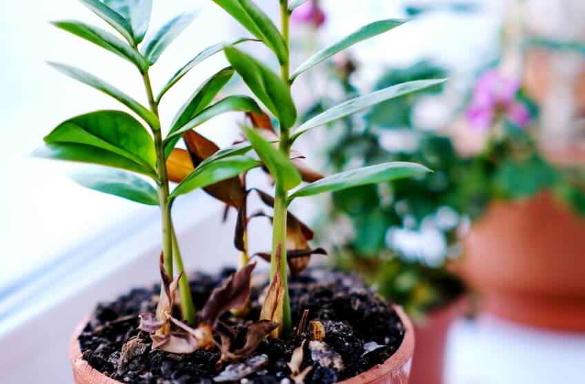 Zamioculcas zamiifolia plant in pot