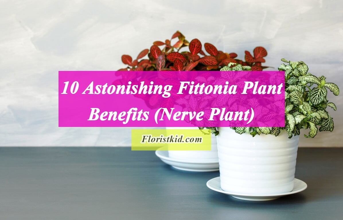 10 Astonishing Fittonia Plant Benefits (Nerve Plant)