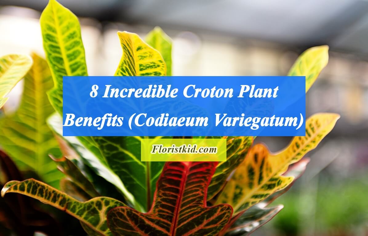 Incredible Croton Plant Benefits (Codiaeum Variegatum)